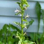 Lobelia inflataFlower