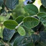Cotoneaster integerrimus Likasa