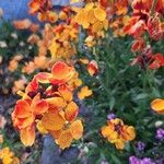 Erysimum × cheiri പുഷ്പം