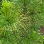 Pinus elliottii Folha