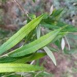 Buddleja saligna Leaf