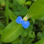 Commelina communisBloem