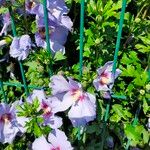 Hibiscus syriacusFlower