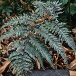 Athyrium niponicum Blad