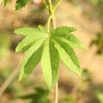 Dombeya acutangula Leaf