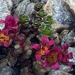 Saxifraga biflora Alkat (teljes növény)