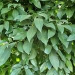 Dendropanax cuneatus List