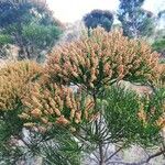 Gymnostoma deplancheanum Fleur