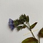 Pulmonaria officinalisFlower