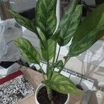 Aglaonema commutatum叶