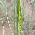 Triticum turgidum Ffrwyth