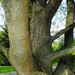Quercus robur Ekosanga
