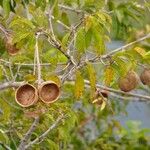 Hexalobus monopetalus फल