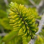 Abies nordmanniana Fuelha