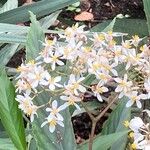 Begonia obliqua Flor