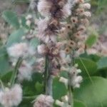 Baccharis trimera Фрукт