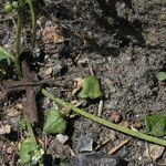 Hornungia procumbens Blatt