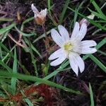 Cerastium alpinum Λουλούδι