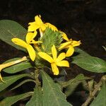 Barleria oenotheroides 花