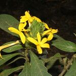 Barleria oenotheroides Kwiat