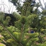 Abies homolepis Lapas