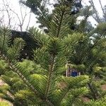 Abies homolepis List