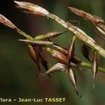 Carex macrostylos Frutto