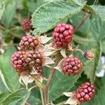 Rubus scaber Плід