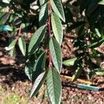 Cotoneaster salicifolius Φύλλο