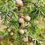 Juniperus macrocarpa Vrucht