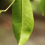 Detarium macrocarpum Blatt