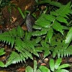 Cyathea surinamensis 形态