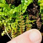 Asplenium viride Плід