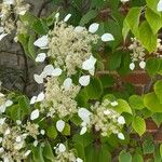 Schizophragma hydrangeoides 花