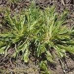 Sclerochloa dura Habit