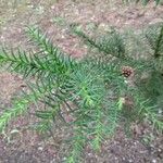 Cryptomeria japonicaFruit