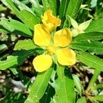 Ludwigia elegans Flor