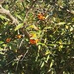 Pyracantha angustifolia Natur