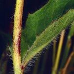 Hieracium bocconei Bark