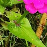 Zinnia elegans Folha