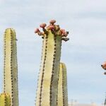 Euphorbia canariensis Autre