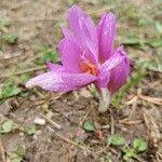 Colchicum multiflorumЦвят