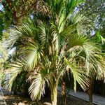 Howea belmoreana Magamba