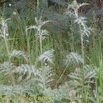 Cynara algarbiensis Habit