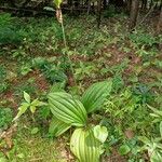 Cypripedium acaule 葉