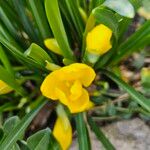 Sternbergia lutea Flower