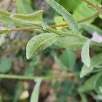 Chardinia orientalis Hoja