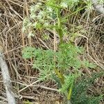 Conium maculatum 整株植物