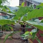 Nauclea latifolia Frukto