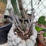 Euphorbia aeruginosa Blatt